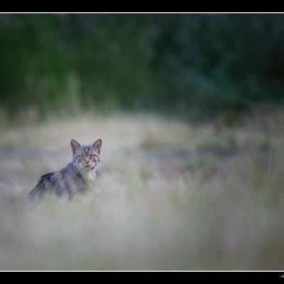 Chat Forestier - CHAT6