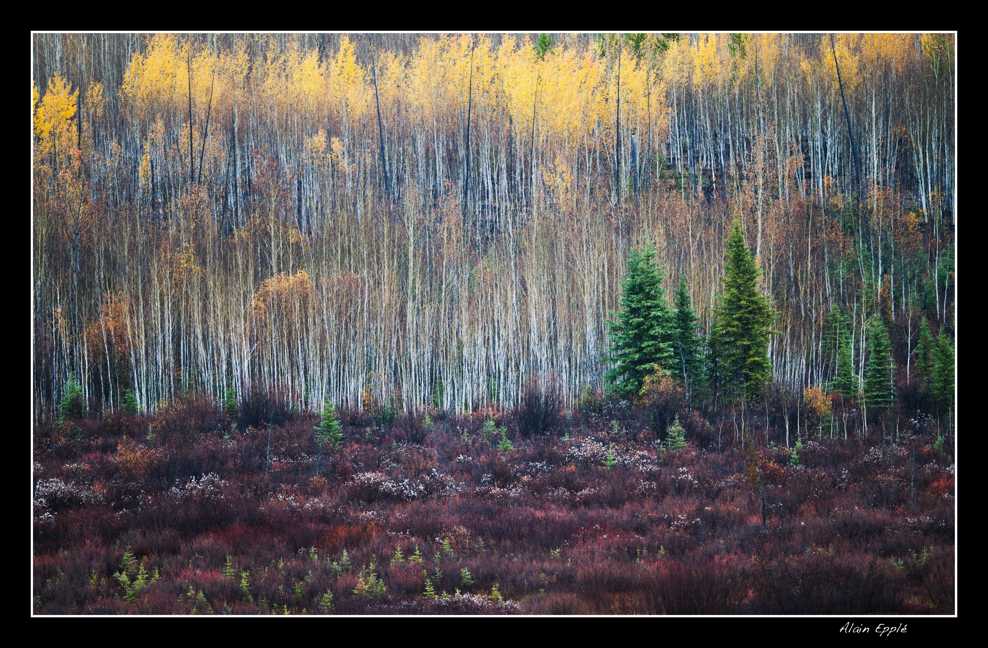 Couleurs d'automne - YULALAS86