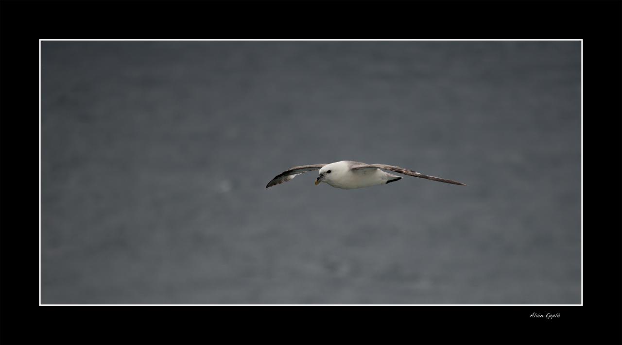 Petrel Fulmar - OPF3